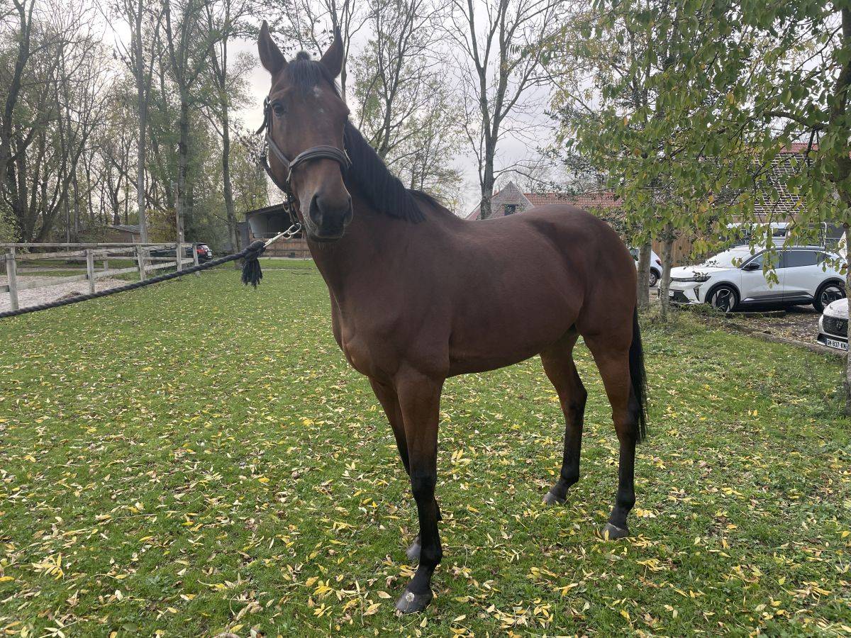 Turania - Hongre 10 ans 