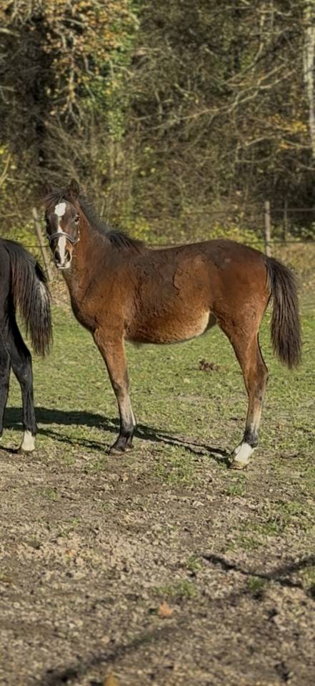 POULICHE PAR QUABAR DES MONCEAUX