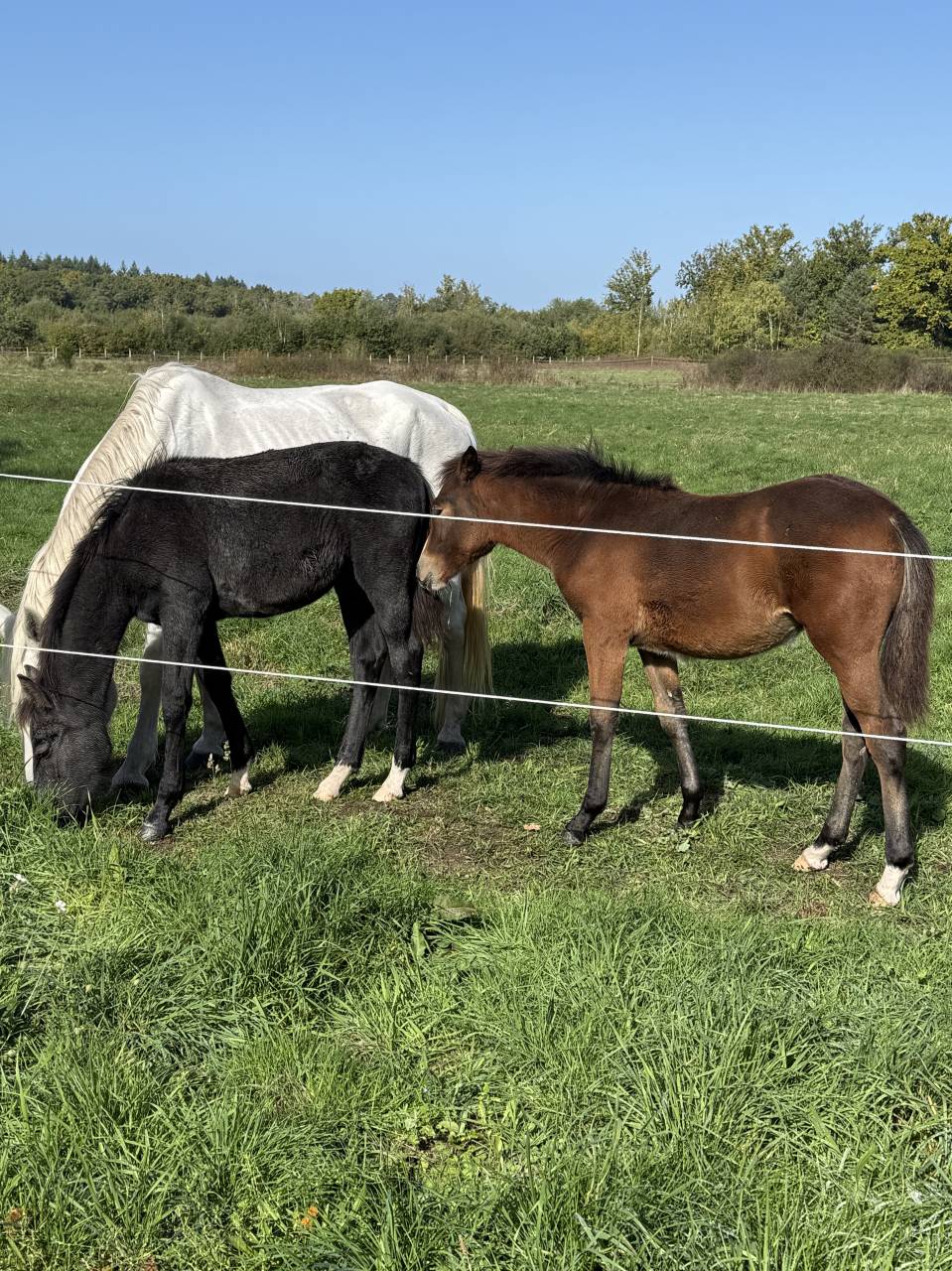 POULICHE PAR QUABAR DES MONCEAUX