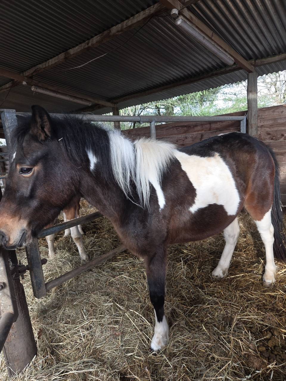 Maya, top ponette de 3 ans 