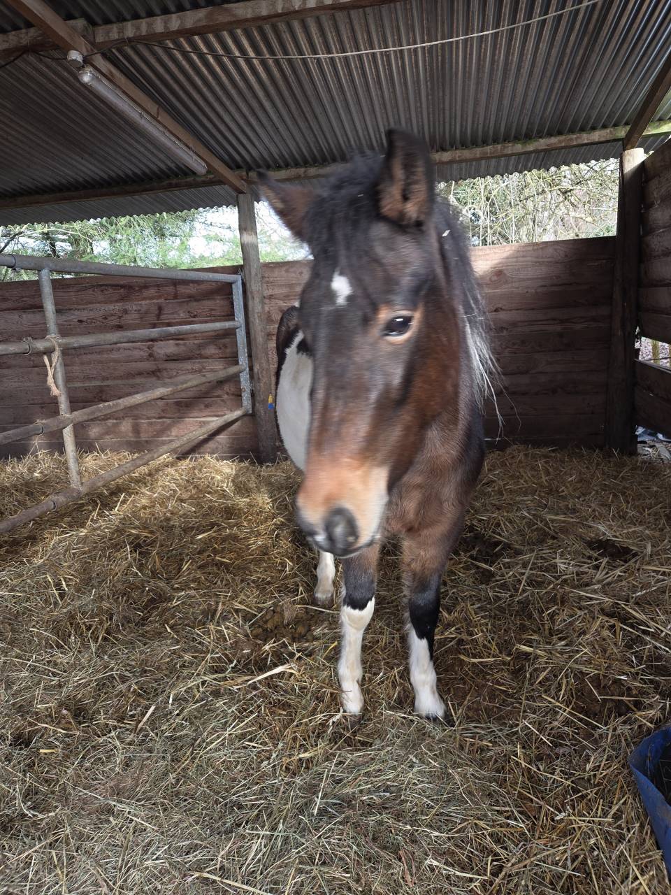 Maya, top ponette de 3 ans 