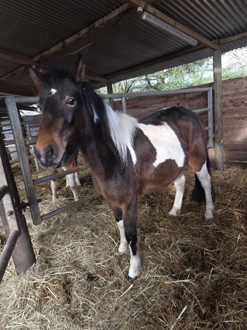 Maya, top ponette de 3 ans 