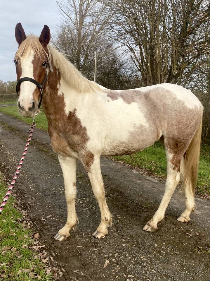 Super jument polyvalente 