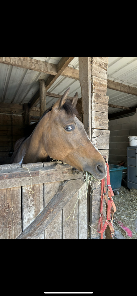 Paint horse/ lusitanien