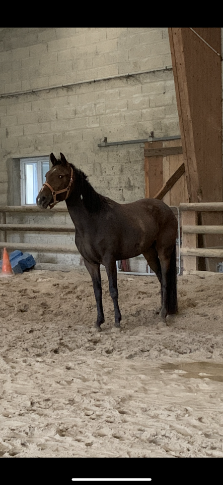 Paint horse/ lusitanien