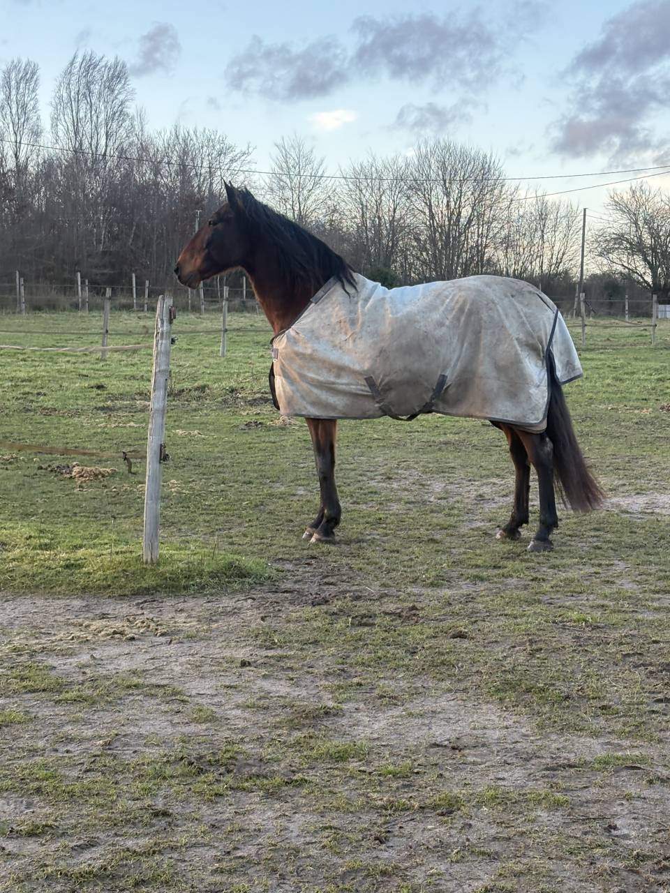 BOHEMIO - PRE 14 ans - Tous niveaux