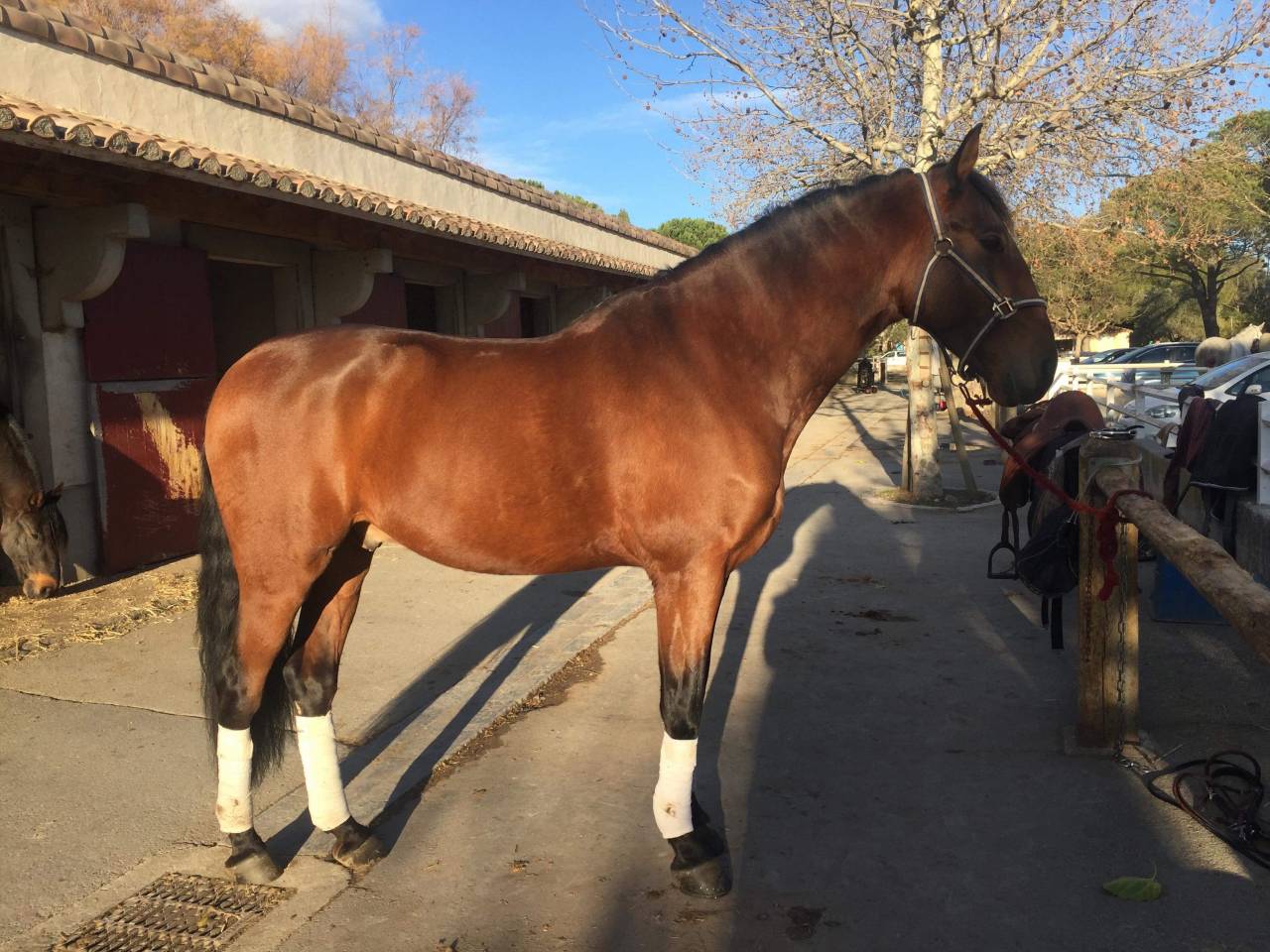 BOHEMIO - PRE 14 ans - Tous niveaux