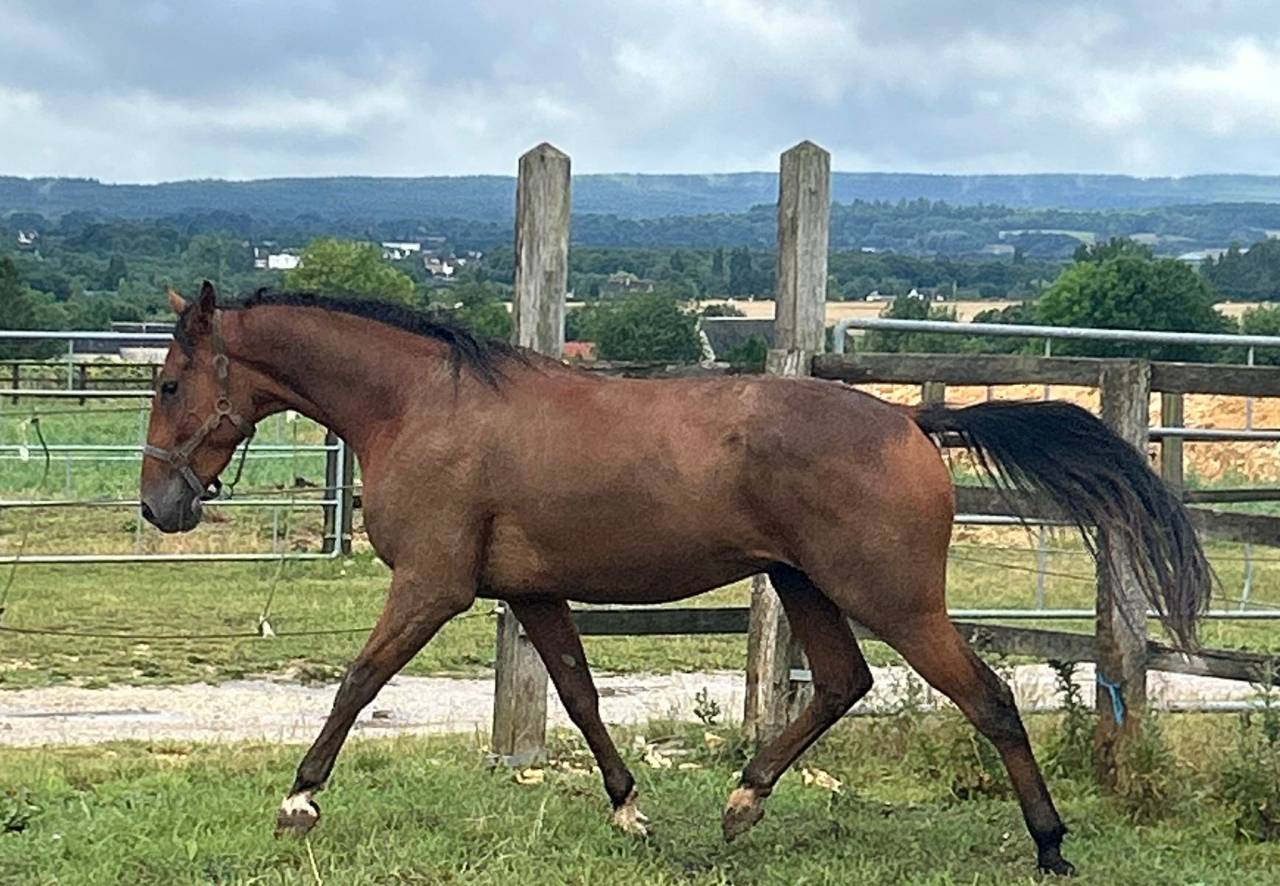 Trotteur 5ans en 2026