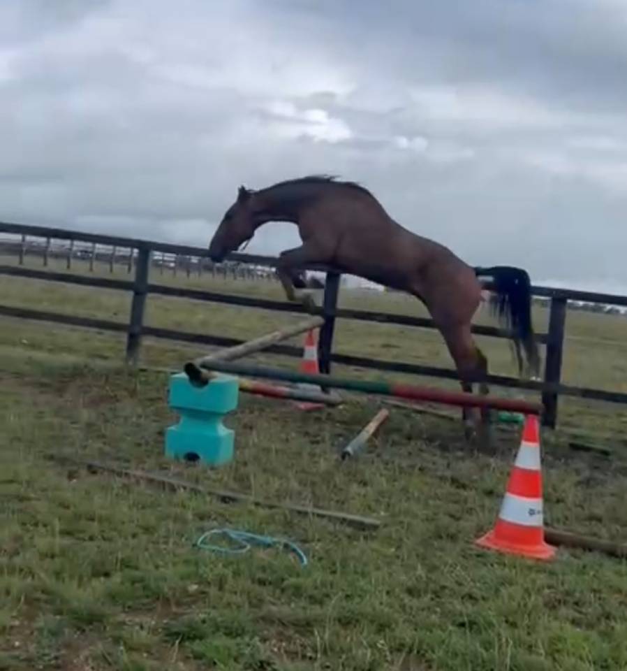 Trotteur 5ans en 2026