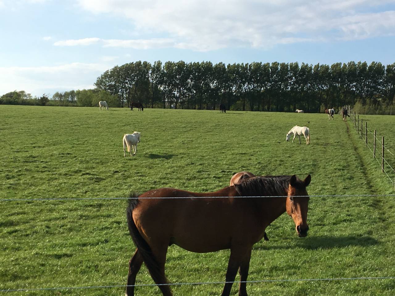 Horse H&ocirc;tel Ecurie de propri&eacute;taires Jump'opale