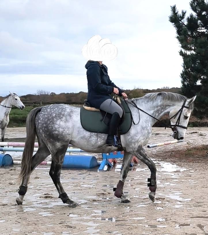  Hongre Anglo-Arabe &ndash; 4 ans 