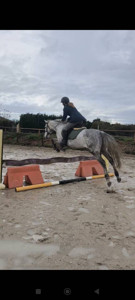  Hongre Anglo-Arabe &ndash; 4 ans 