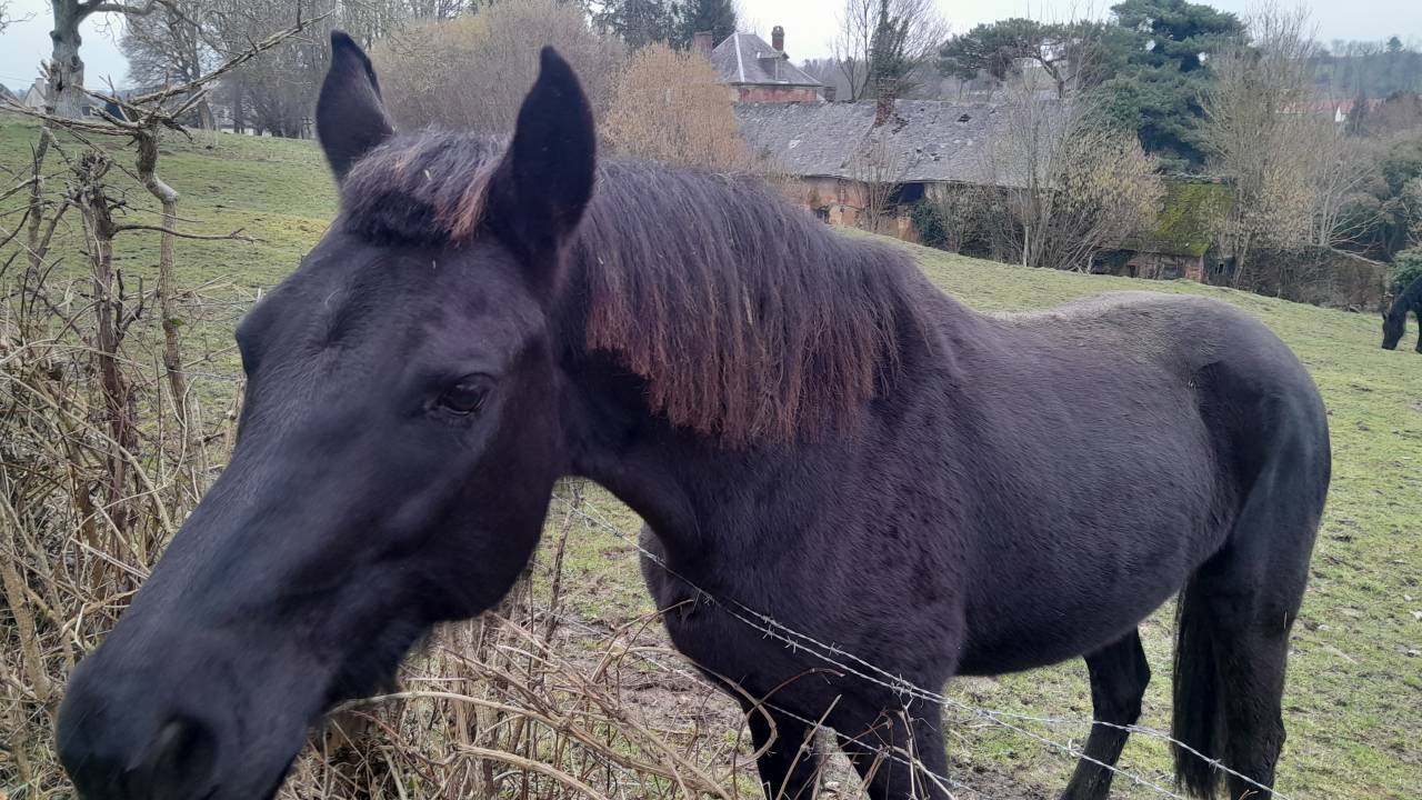 Da&eacute;na de la Nationale, jument noire