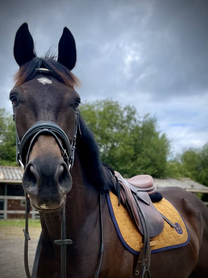 Propose DP sur Jument 5 ans