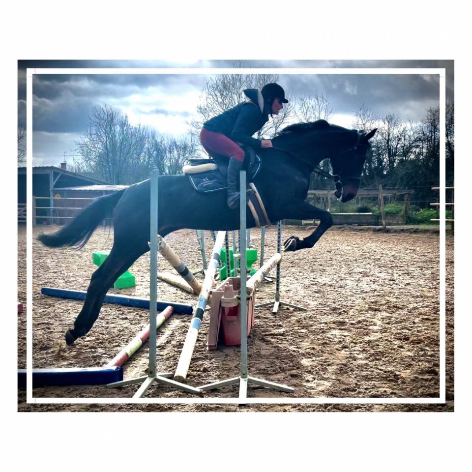 Propose DP sur Jument 5 ans