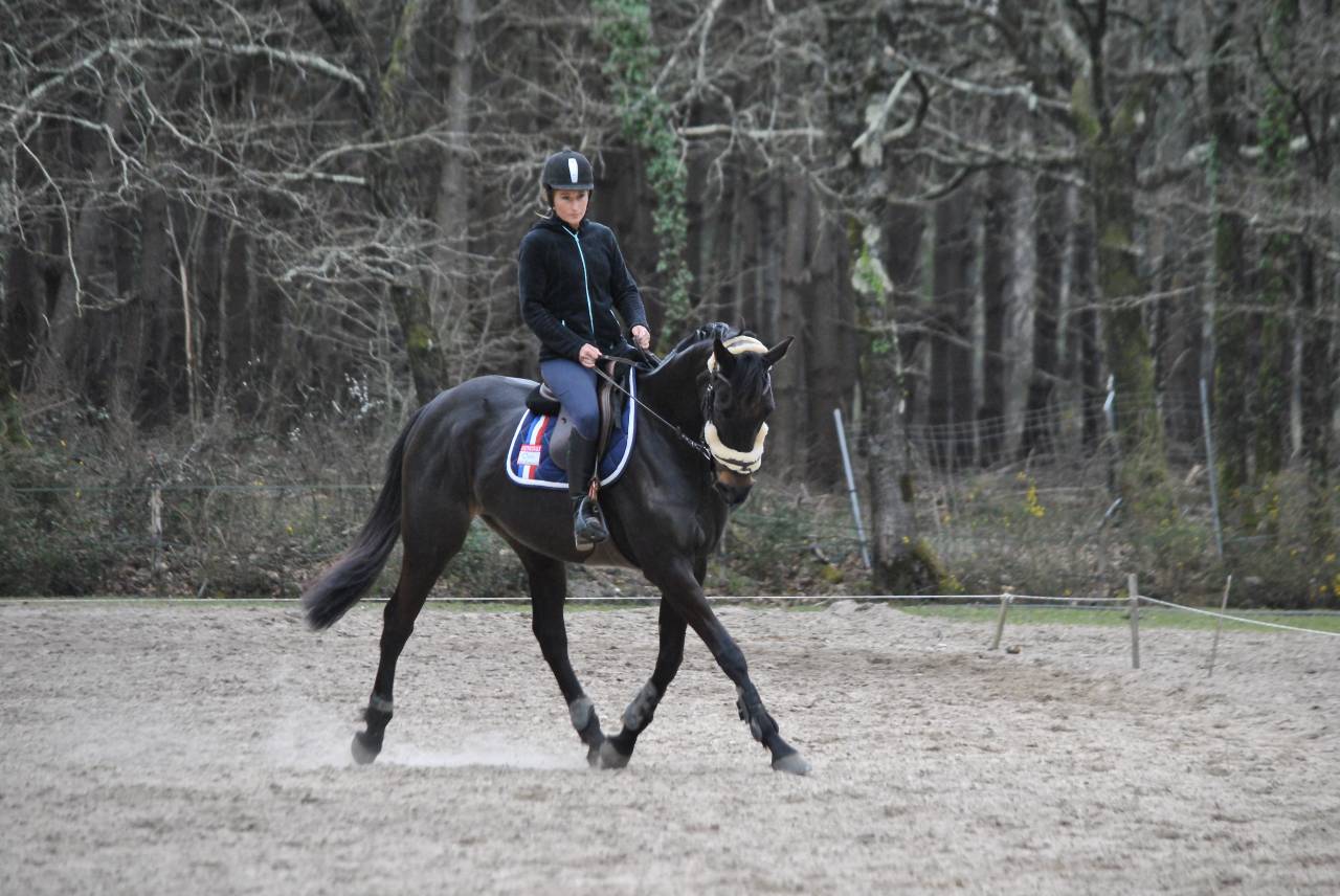 Propose DP sur Jument 5 ans