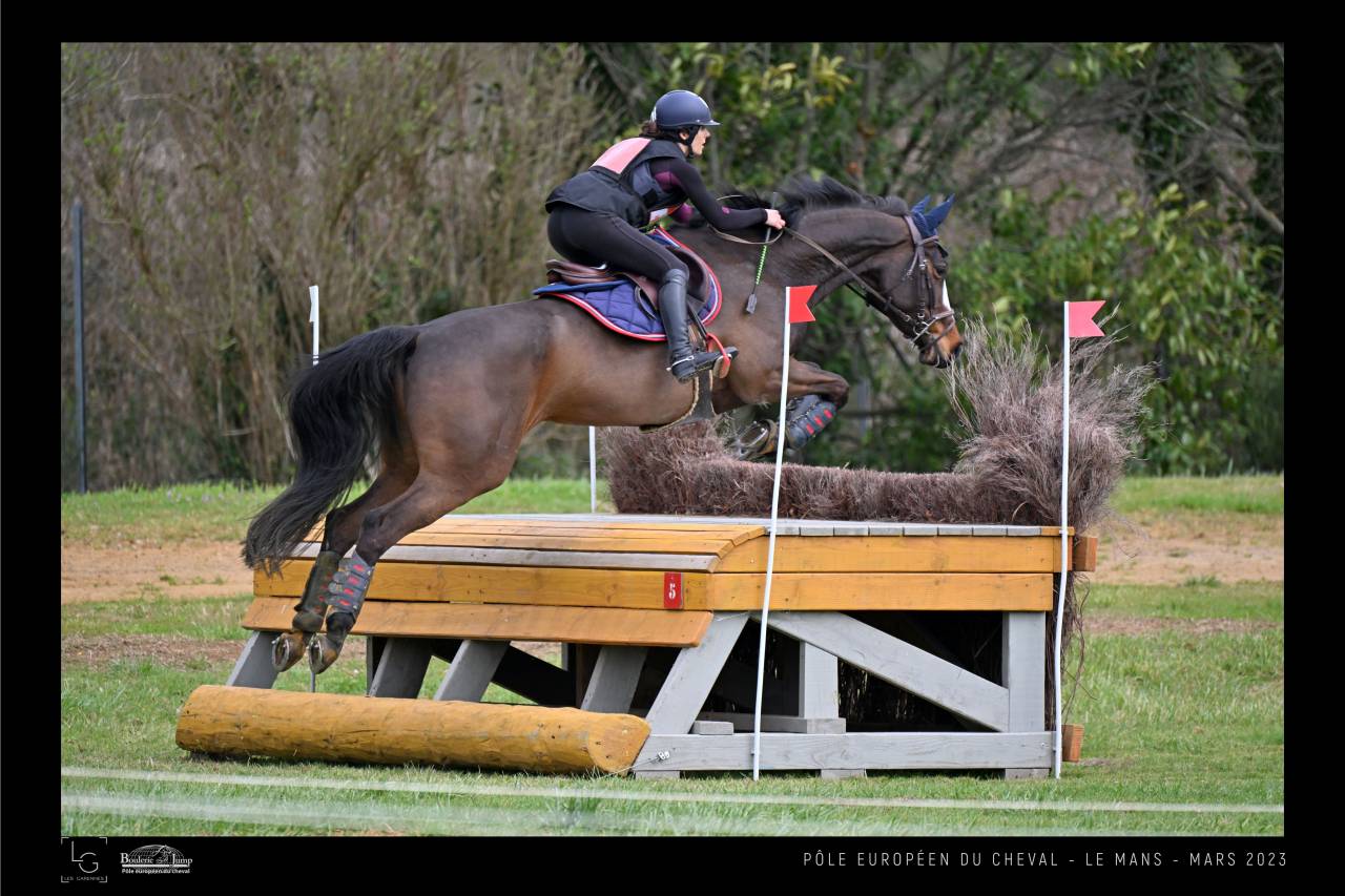 Magnifique hongre SF 9 ans