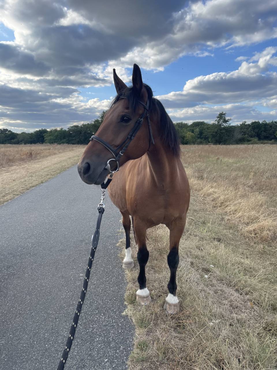 Gentil hongre &agrave; vendre