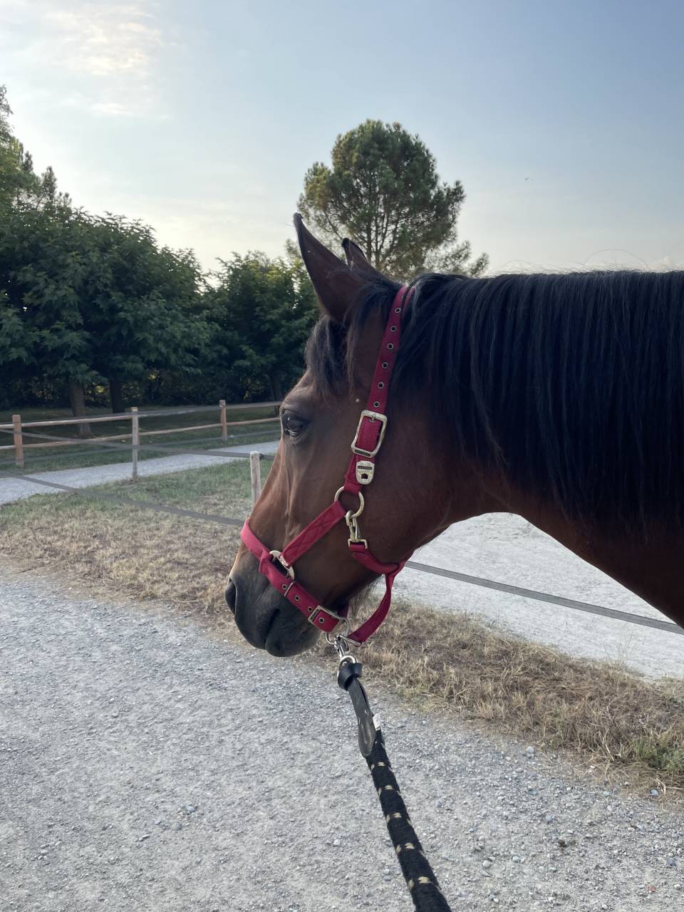 Gentil hongre &agrave; vendre