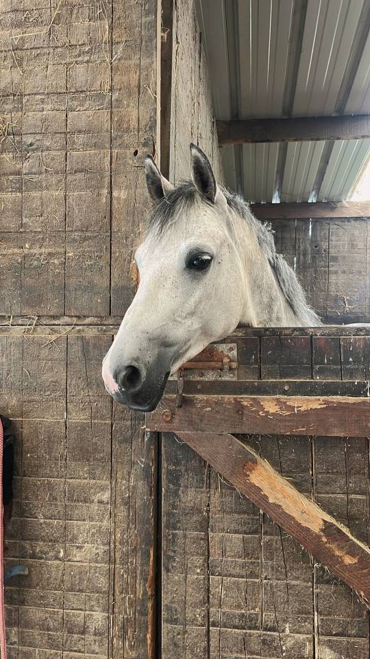 PFS hongre 6 ans clefs en mains 