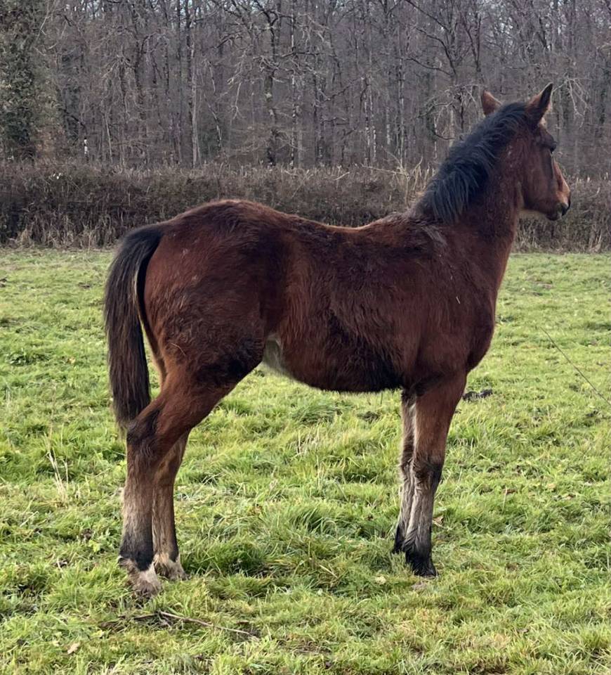 Poulain 2025 catchar mail x eyken des fontenis 