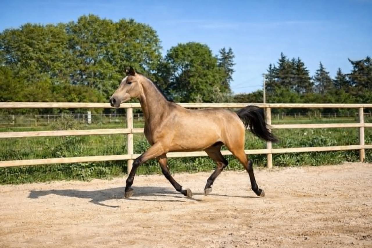 Jument de dressage - PRE- 2 ans - Dressage- France