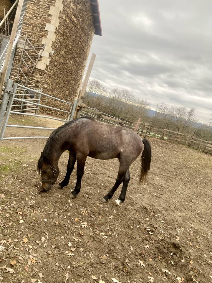 New Forest crois&eacute; 2 ans &ndash; entier (castration pr&eacute;vue) 