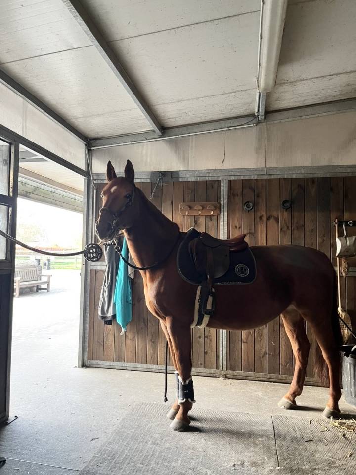 Jument pour loisir ou &eacute;levage 