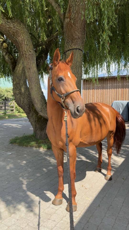 Jument pour loisir ou &eacute;levage 