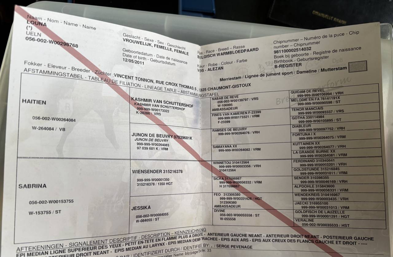 Jument pour loisir ou &eacute;levage 