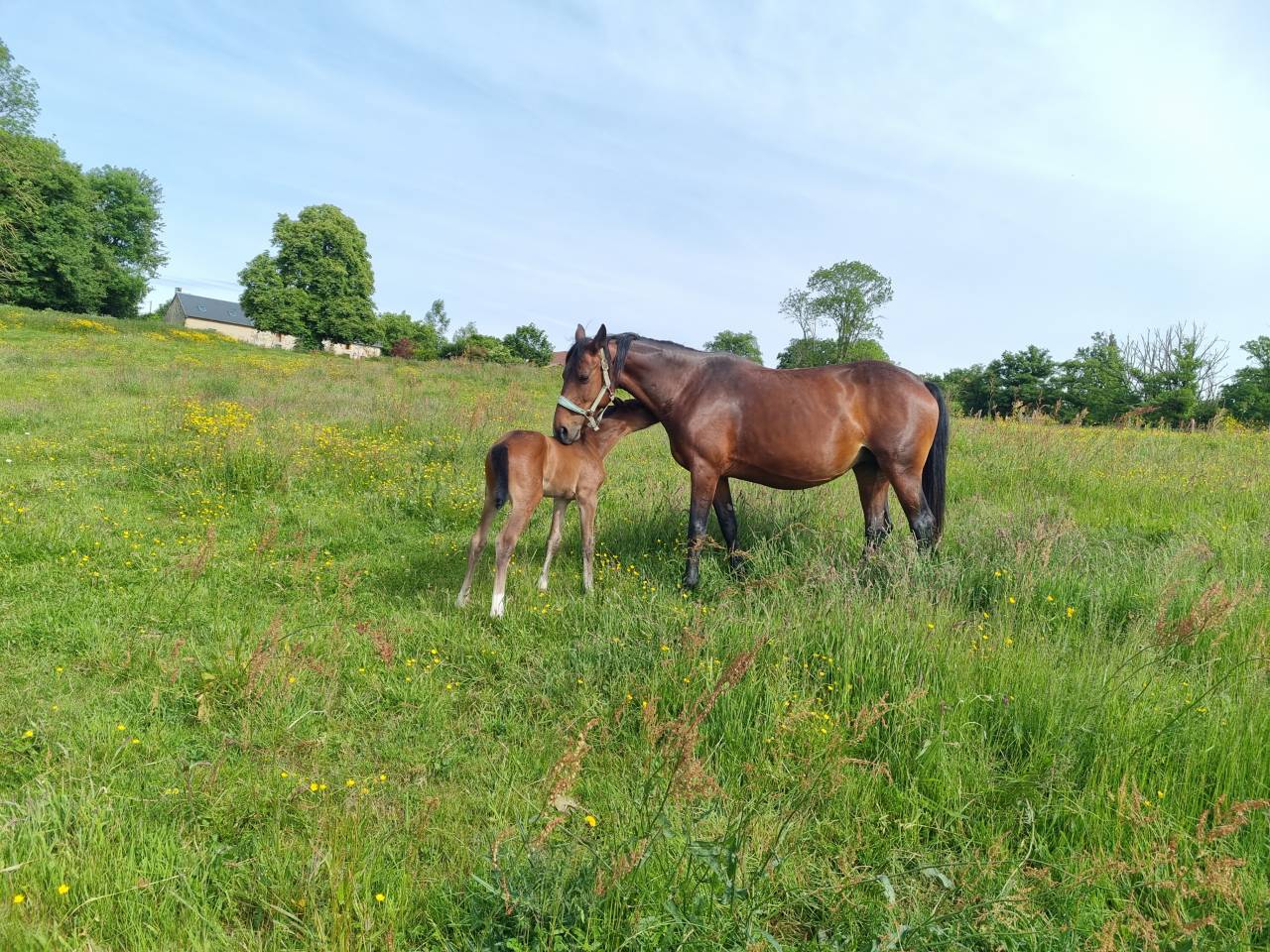 Poulini&egrave;re par ROCCOSSIFRED