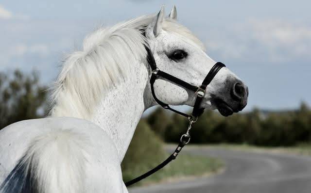 paillettes libres de droits 