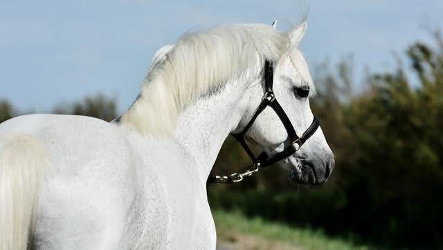 paillettes libres de droits 