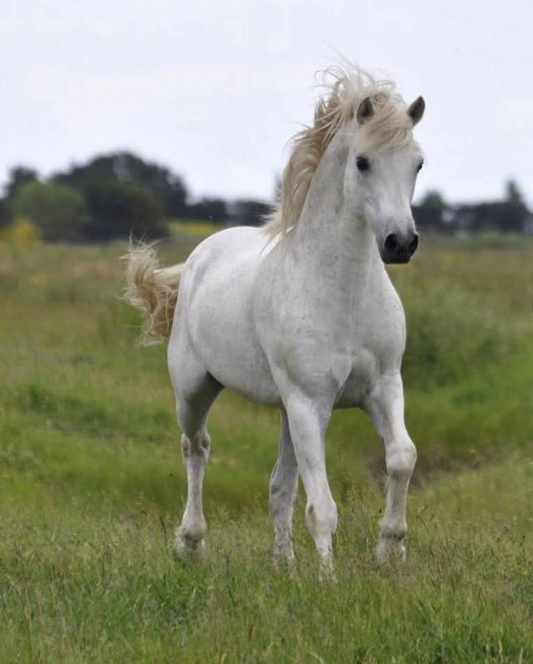 paillettes libres de droits 