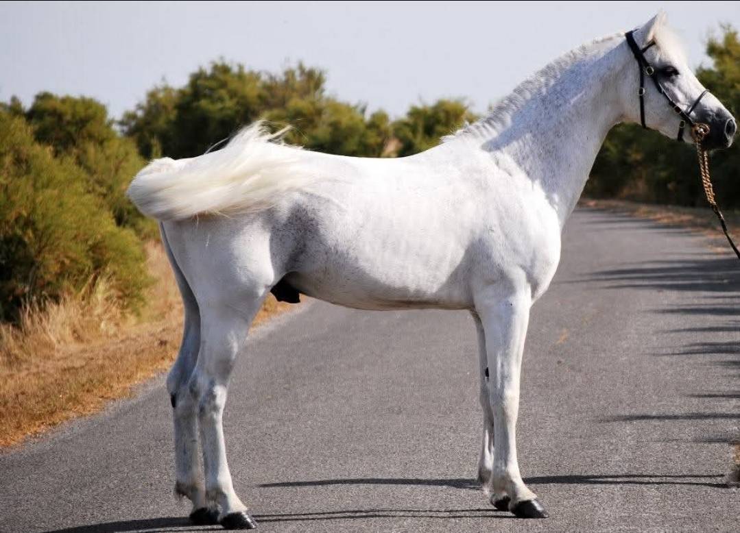 paillettes libres de droits 