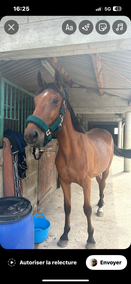 Trotteur fran&ccedil;ais &agrave; vendre 