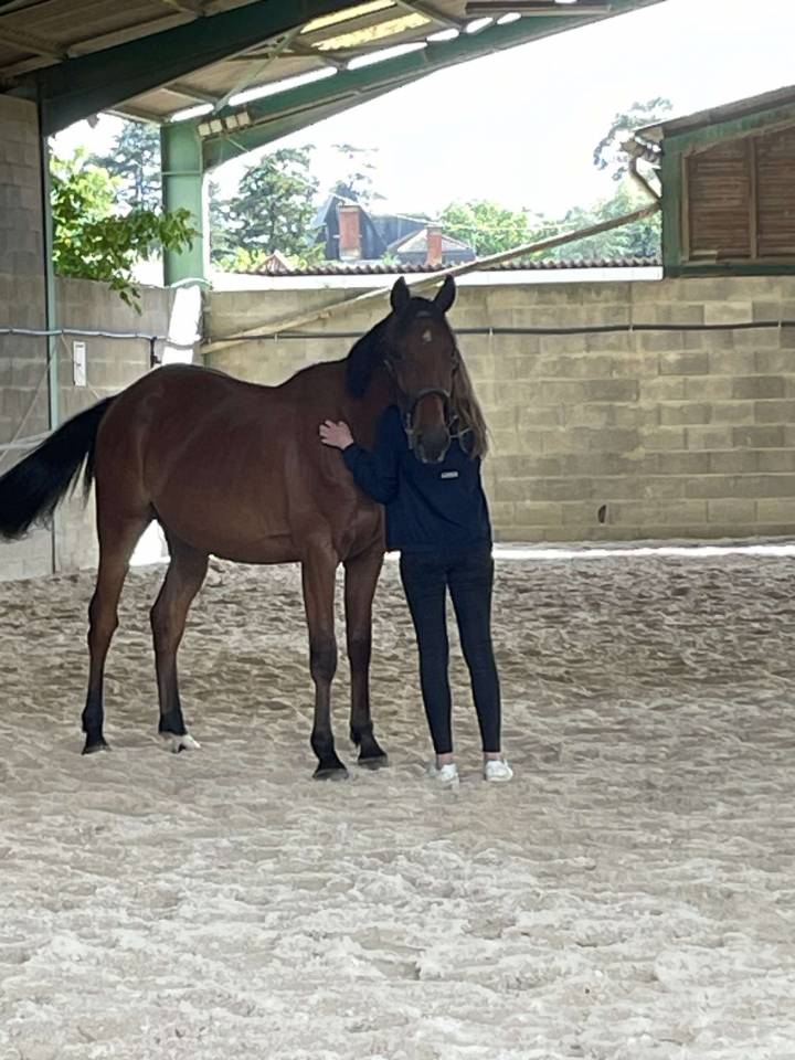 Trotteur fran&ccedil;ais &agrave; vendre 