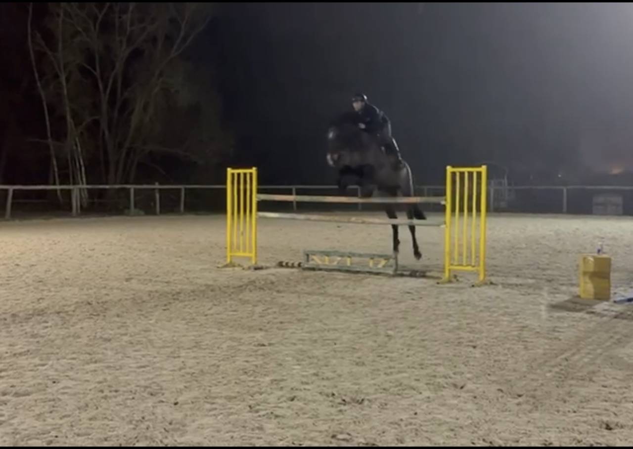 Hongre de 6 ans super qualit&eacute; 