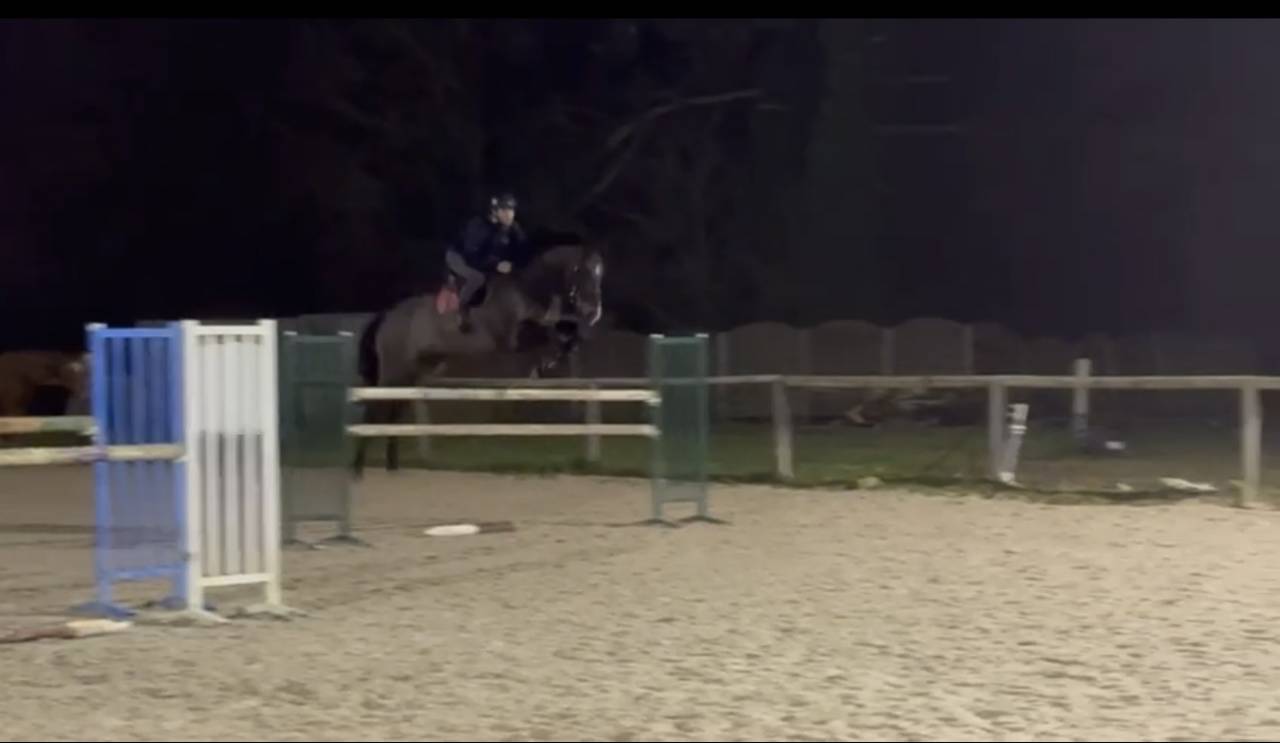 Hongre de 6 ans super qualit&eacute; 