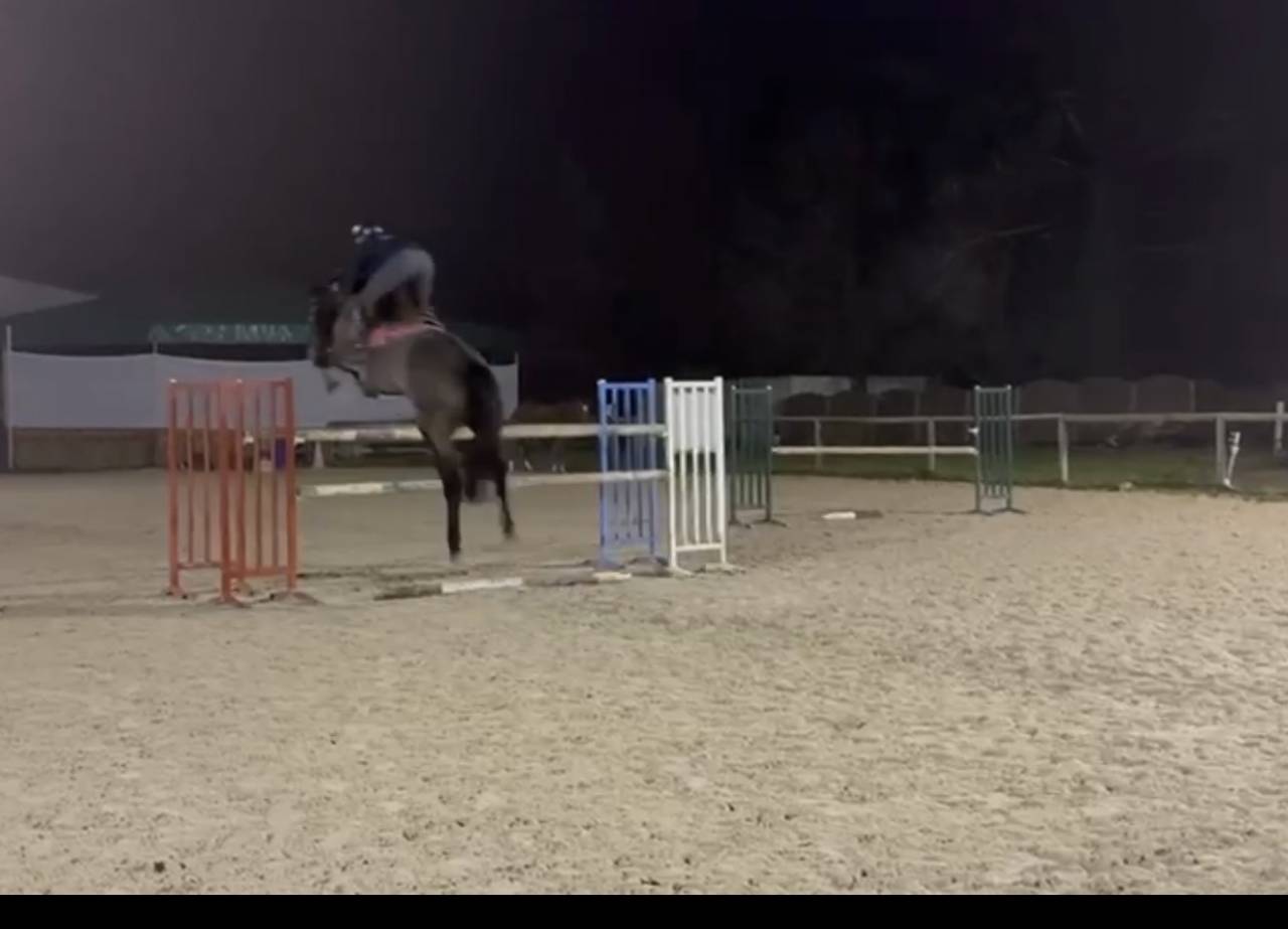 Hongre de 6 ans super qualit&eacute; 