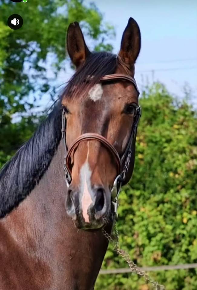 Hongre de 6 ans super qualit&eacute; 