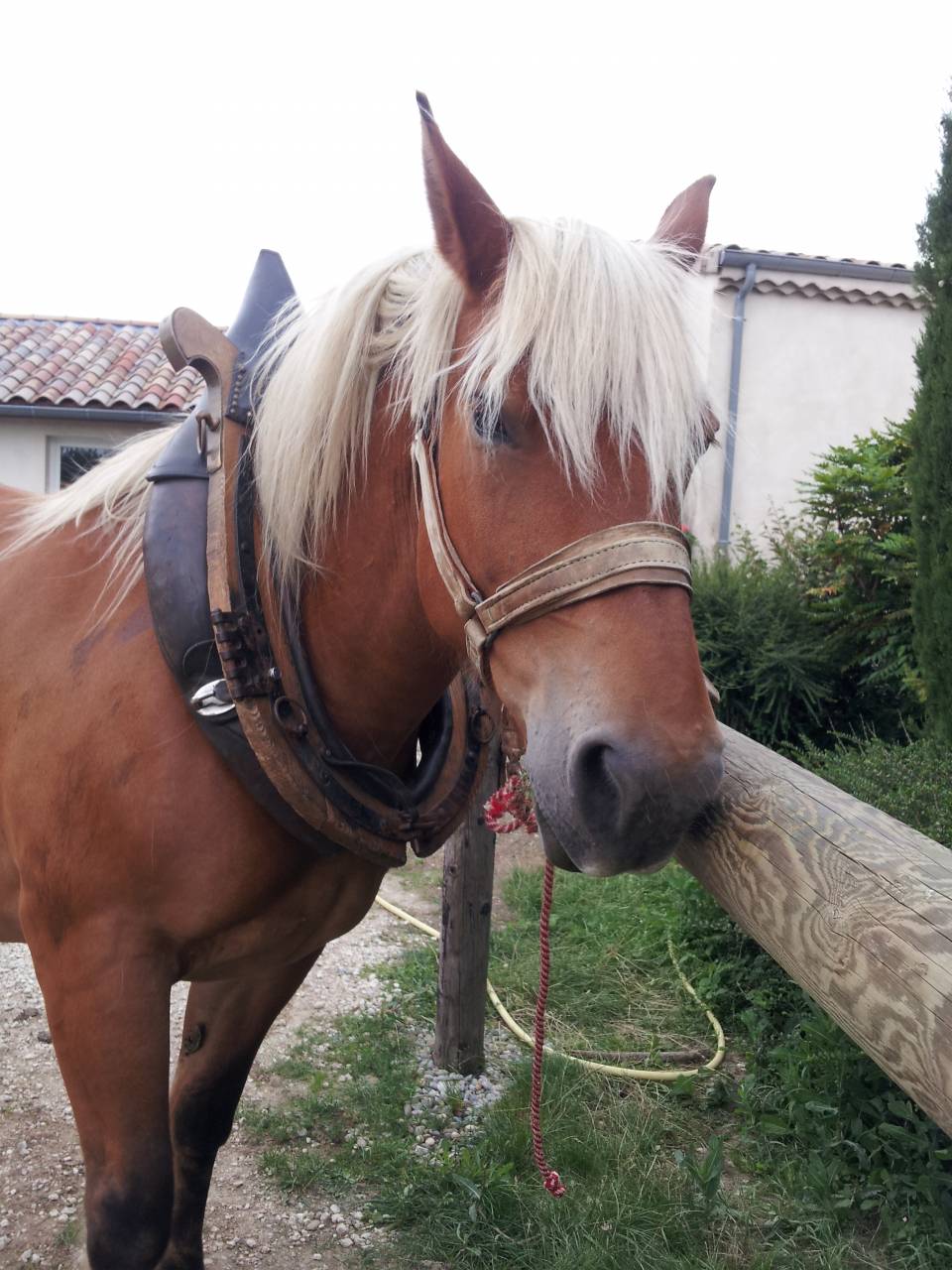 jument comtoise 19 ans &agrave; placer