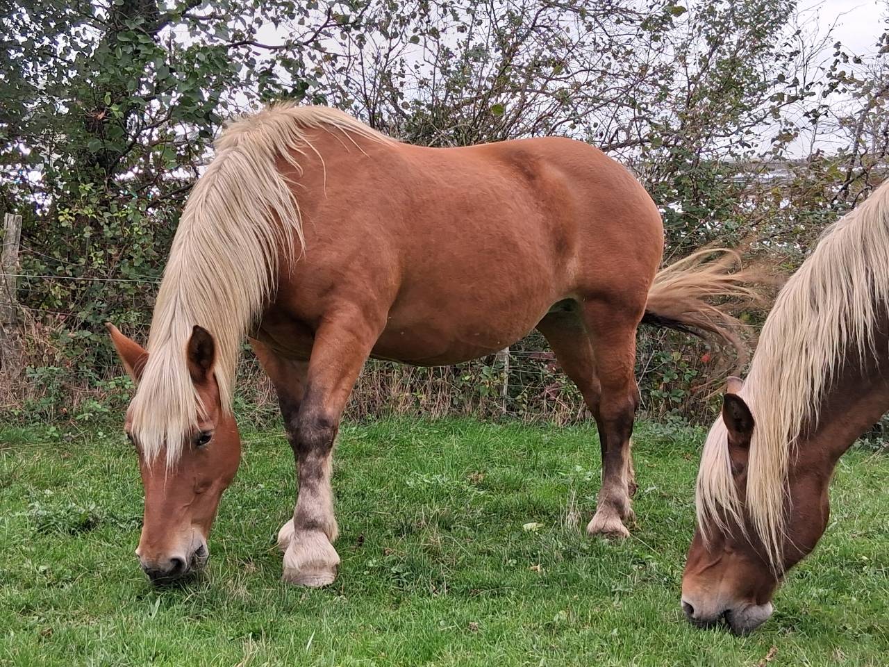 jument comtoise 19 ans &agrave; placer