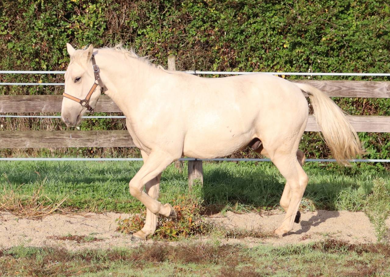 Poulain 1 an 1/2 OC crois&eacute; Quarter 