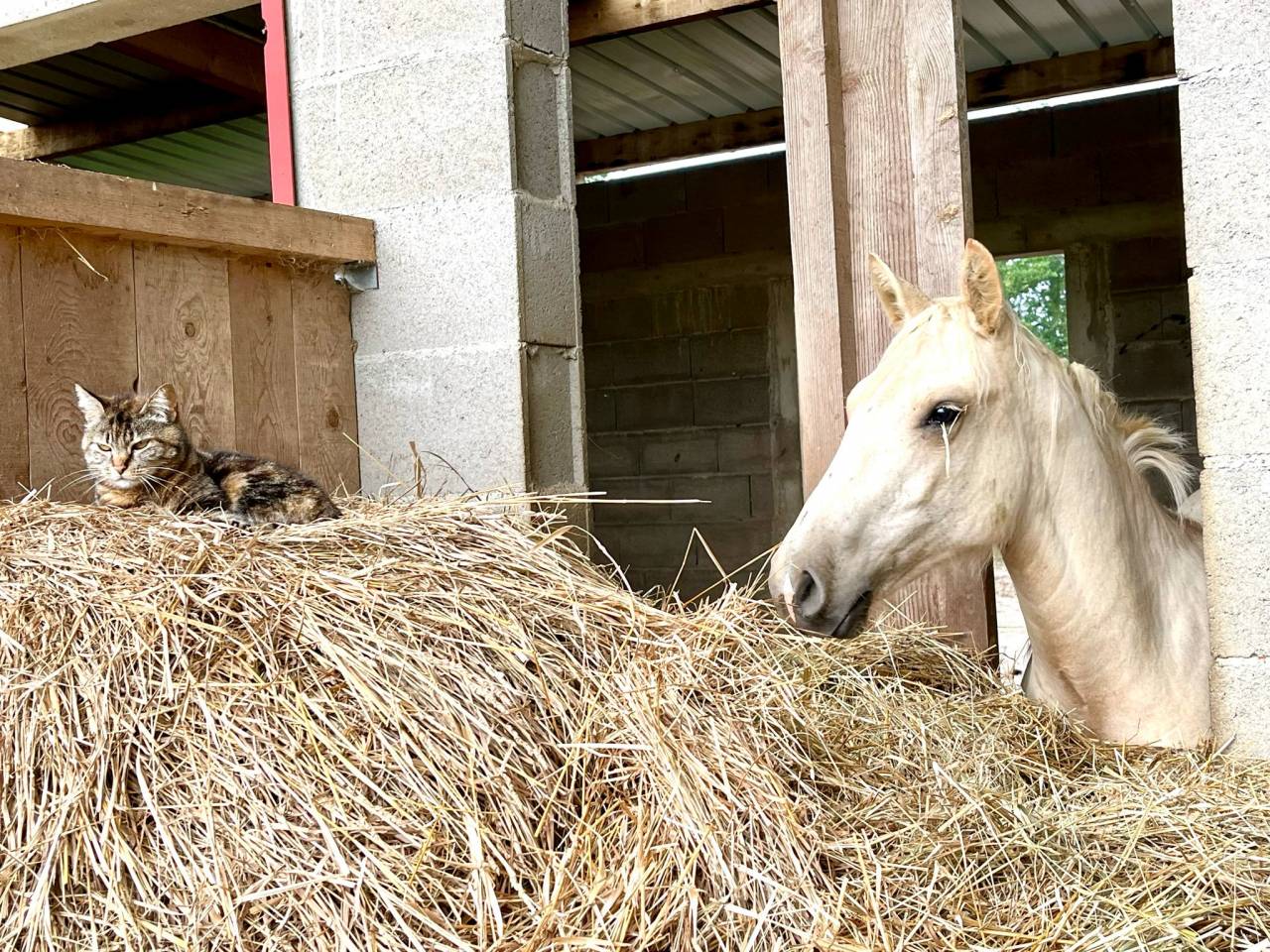 Poulain 1 an 1/2 OC crois&eacute; Quarter 