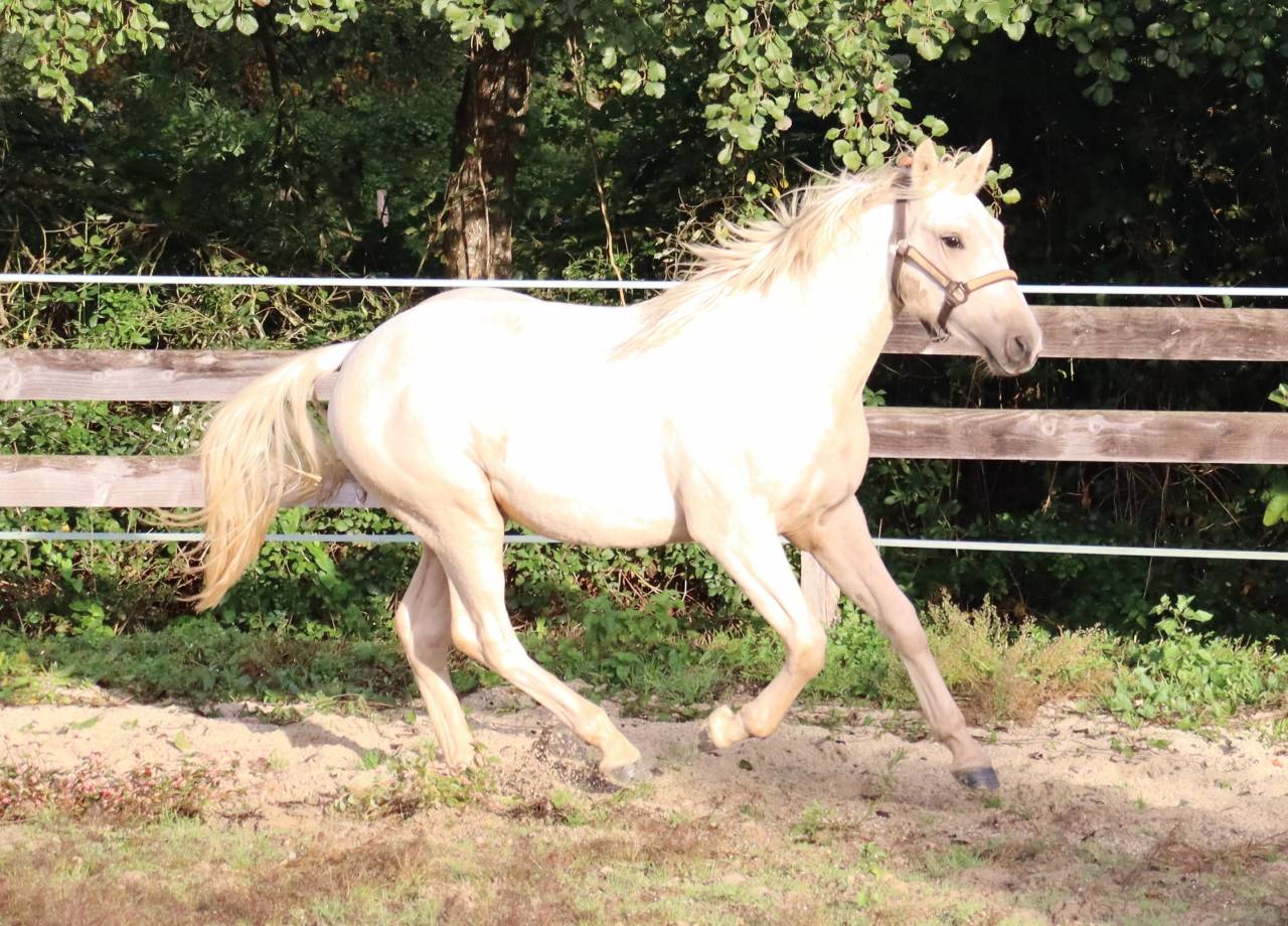 Poulain 1 an 1/2 OC crois&eacute; Quarter 