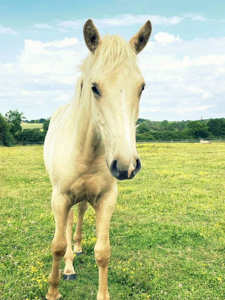 Poulain 1 an 1/2 OC crois&eacute; Quarter 