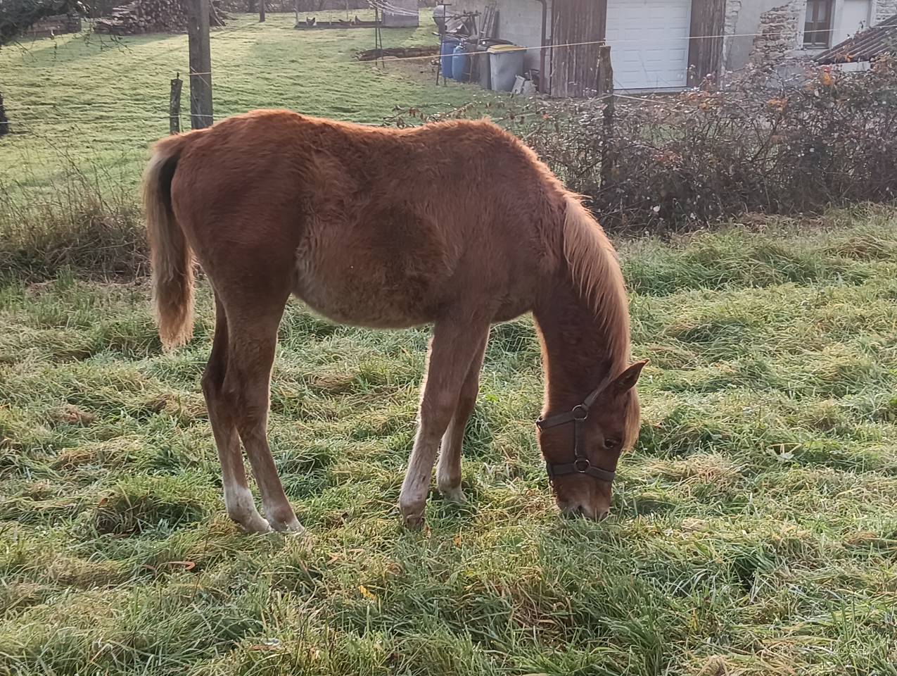 Pouliche pur sang arabe 