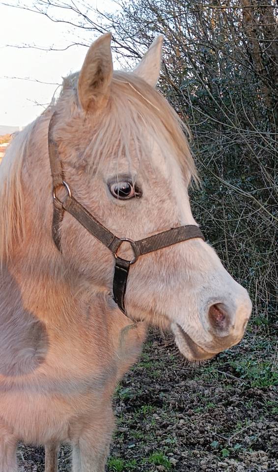 Poulains  pur sang arabe 