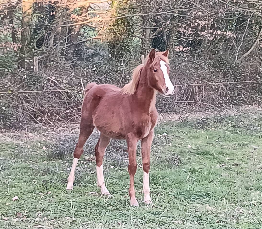 Poulains  pur sang arabe 